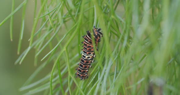 Macro shot of an immature swallowtail butterfly caterpillar as it climbs through a tangle of anise.