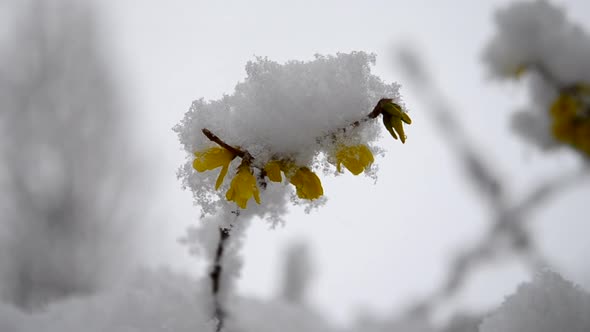 Yellow Flowers on a Bush Covered with a Layer of Snow in Spring Closeup