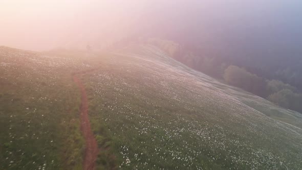 Flying over a field of daffodils in spring