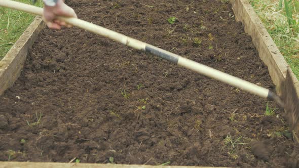 Raking picking through soil for weeds and roots in raised garden bed