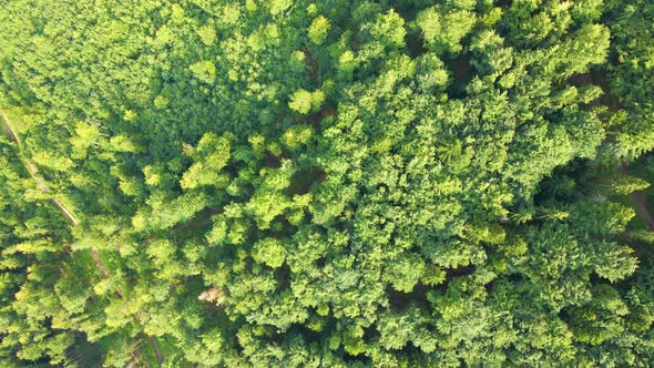 Top Down Flat Aerial View of Dark Lush Forest with Green Trees Canopies in Summer