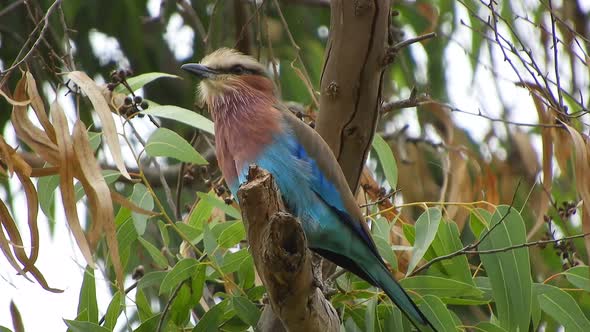 A Colorful Exotic Fork-Tailed Roller Bird in Southern Africa