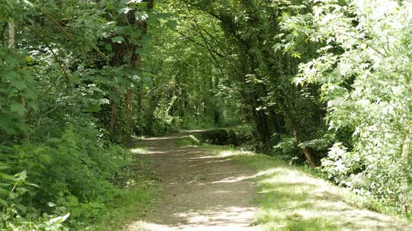 Secret walk way leading through forest natural background 4K 2160p 30fps UltraHD tilting footage - S