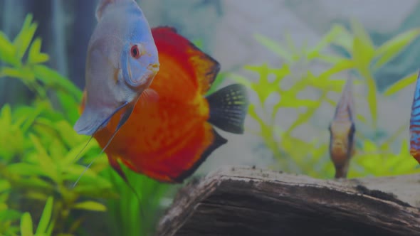 Close up view of discus fish cichlids swimming in aquarium. Tropical fishes.