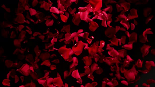 Super Slow Motion Shot of Flying Red Rose Petals Towards Camera Isolated on Black at 1000 Fps