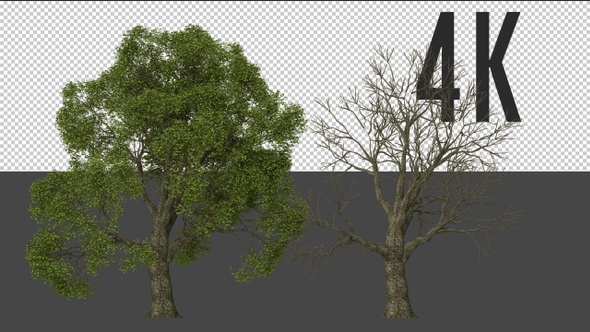 Oak Tree Growing  alt