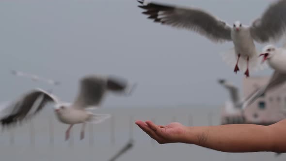 Hand extended and open as Seagulls flyby almost landing as they feed; Seagulls, Bang Pu Recreation C