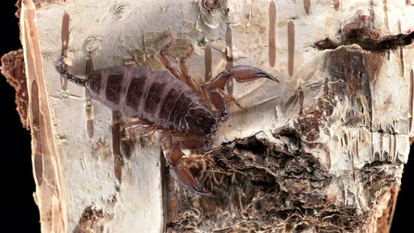 Dwarf tree scorpion Liocheles australasiae, family Hormuridae