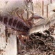 Dwarf tree scorpion Liocheles australasiae, family Hormuridae - VideoHive Item for Sale
