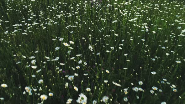 Field With White And Blue Flowers