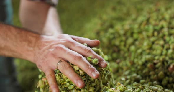 Close Up Hands of a Young Farmer Who Checks the Drying of the Hops and