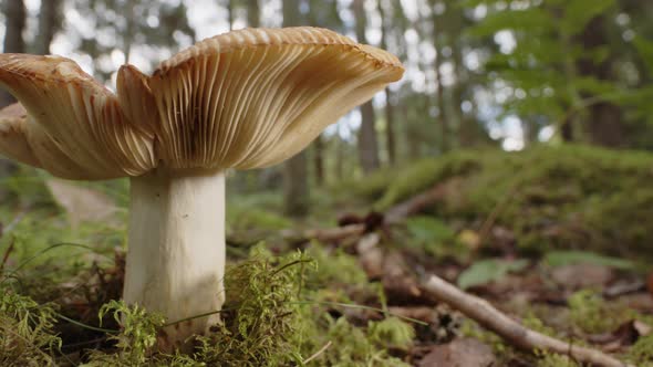PANNING SHOT of a Russula Cerolens mushroom growing in a forest