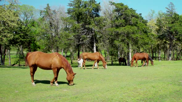 This is a shot of 5 horses and a white donkey eating grass in a field. // Wide Shot