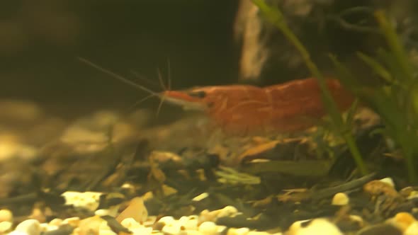 Concept 3-A1 View of Cherry Shrimp in Aquarium