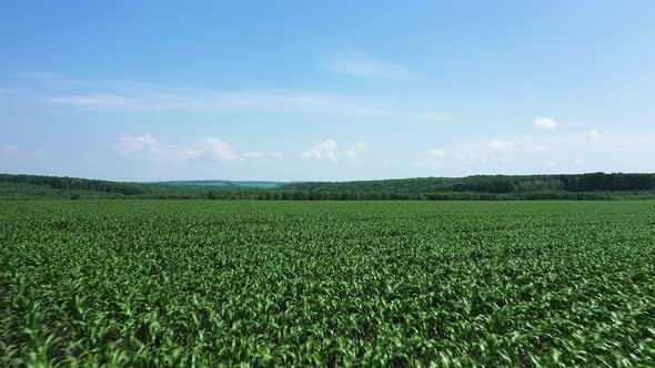 Corn Field Young Plants Aerial View