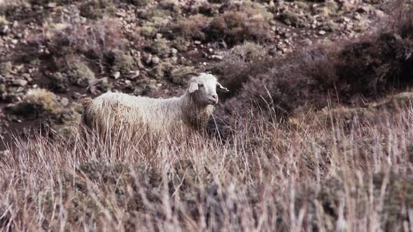 A Lonely Sheep in the Field. Zoom In.