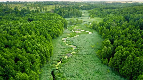 Blooming algae on the river. Aerial view of wildlife, Poland