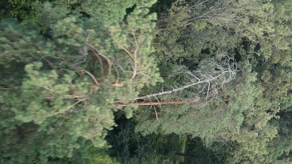 Vertical Video of a Forest with Trees in Ukraine