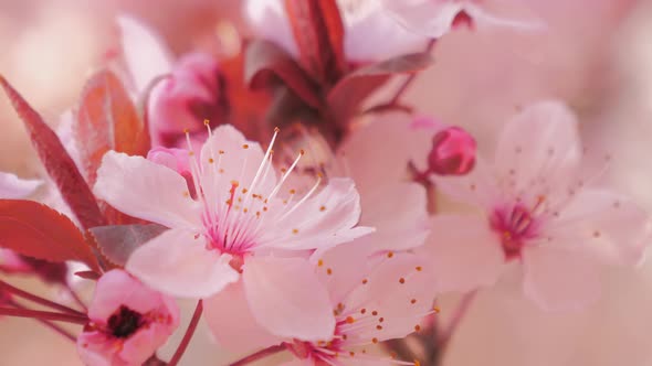 Cherry Tree Flowers Blossoming in Springtime