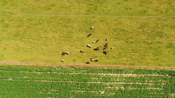 Aerial view of grazing cows on pasture. Cattle herd from bird eye view. Drone flight over farmland i