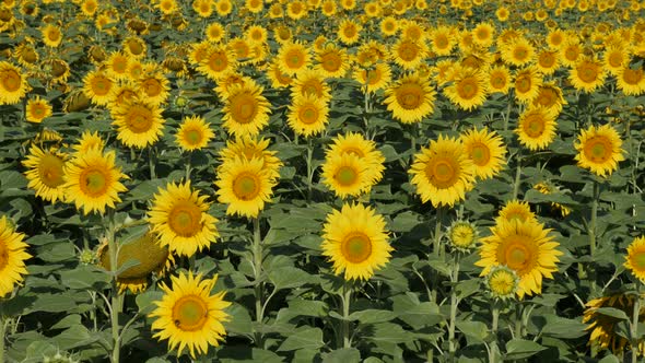 Yellow heads  in the field of sunflower Helianthus annuus plant  4K footage