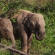 Elephants in Sri Lanka - VideoHive Item for Sale