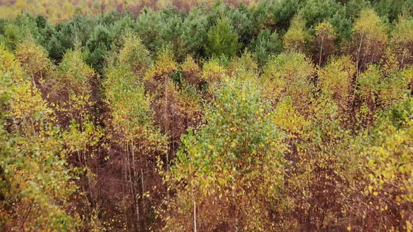 Flight over Autumn Forest