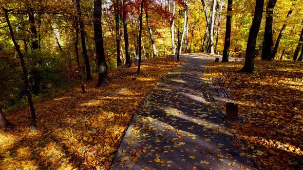 Aerial drone view of a flying in the autumn park. Autumn leaves on a park path.