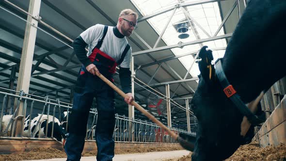 Male Farmworker is Shoveling Hay for the Cows to Eat