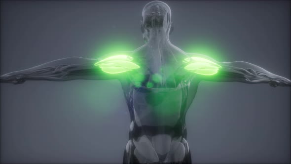 Deltoid - Visible Muscle Anatomy Map alt