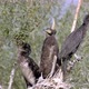 Cormorant Nest With Chicks - VideoHive Item for Sale