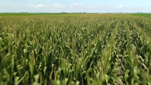 Corn Stalks Growing Tall