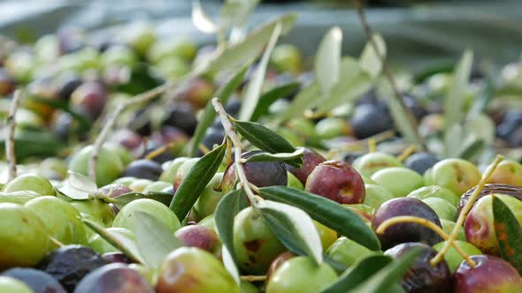 Ripe Colorful Olives On Ground