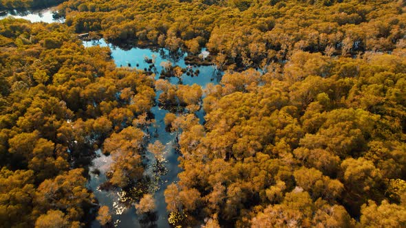 wetlands with various trees represent the integrity of the forest.