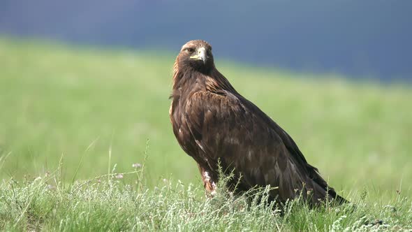 A Free Wild Golden Eagle Bird in Natural Habitat of Green Meadow