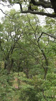 Aerial View of Green Forest in Summer