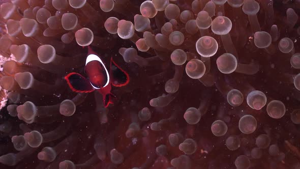 Juvenile Tomato anemonefish (Amphiprion frenatus) close up in sea anemone