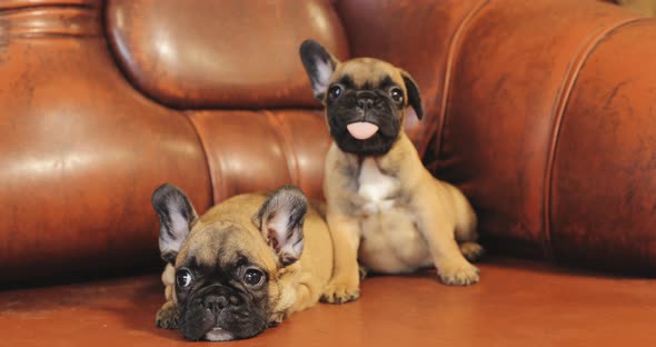 Two Young French Bulldog Dog Puppy Puppies Sitting On Red Sofa Indoor