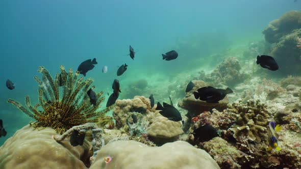 Coral Reef and Tropical Fish Underwater. Camiguin, Philippines