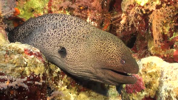 Large Giant Moray Eel on a tropical coral reef in the Maldives, wide angle shot.