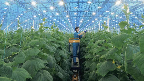 Green Plants and a Lady on a Mechanized Vehicle Cultivating Them