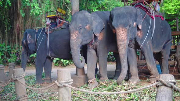 Three elephants eating cane on farm after riding with tourists
