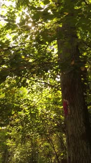 Vertical Video Autumn Forest with Trees By Day