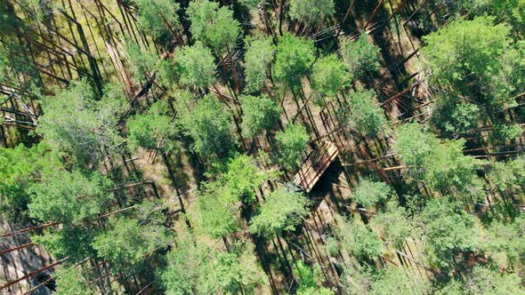 Top View of the Pine Forest with a Mechanical Harvester Working in It