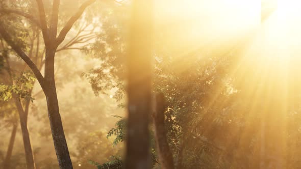 Rays of Bursting Sunlight in a Misty Forest