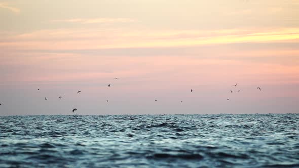 A Flock of Seagulls Fly and Fish in the Sea