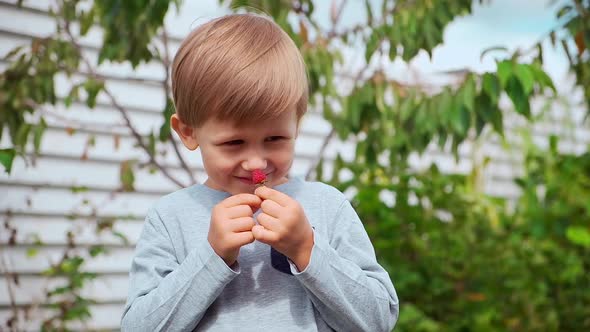 Happy Child 4 Years Old Holding and Smelling Raspberries in Backyard