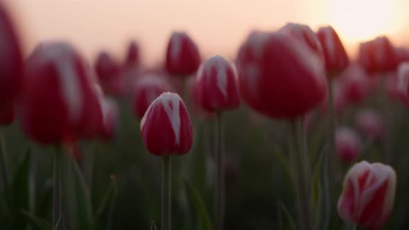 Closeup Tulips Growing in Spring Garden