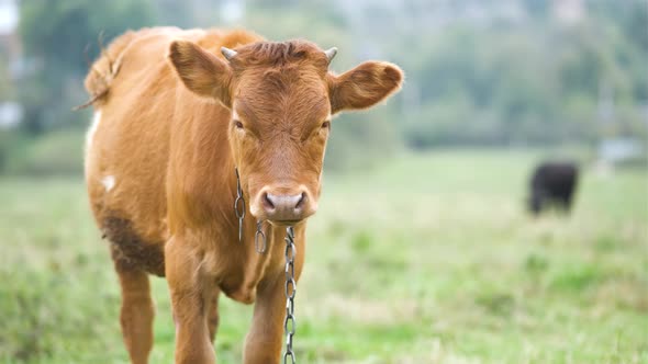 Brown milk cow grazing on green grass at farm grassland.