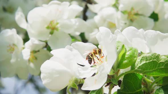 A bee collects nectar from an apple tree flower and flies away, slow motion 250fps